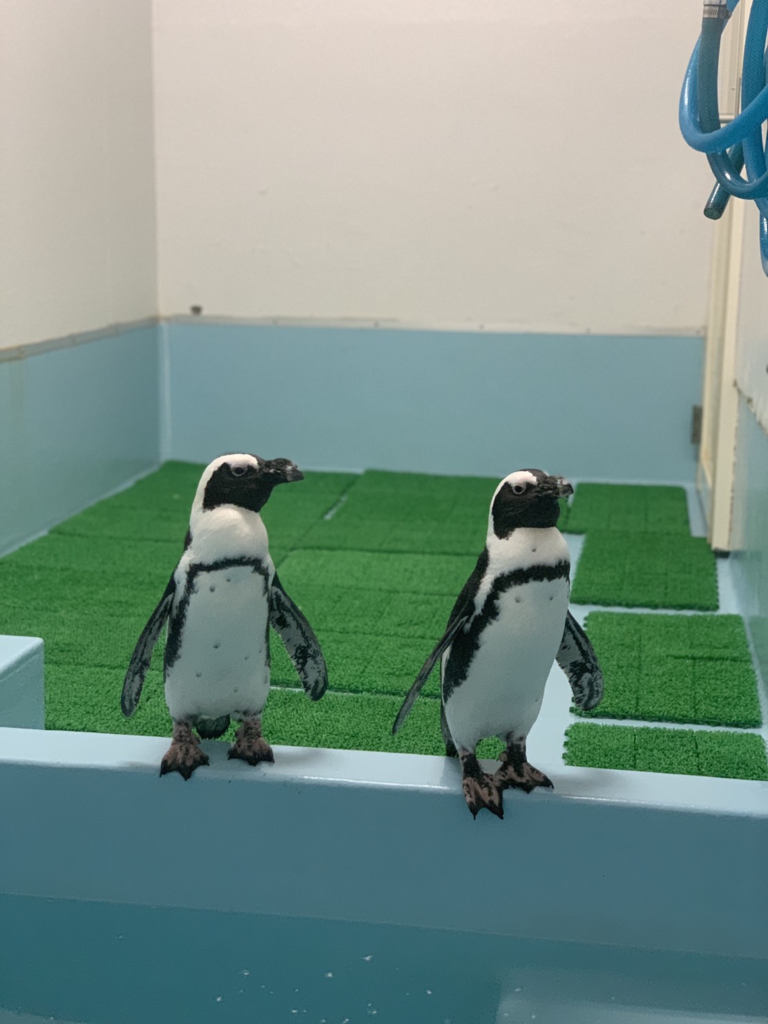 本校の地下水族館のアイドル 学校法人神戸学園 高等課程 本校の地下水族館のアイドル 学校法人神戸学園 高等課程