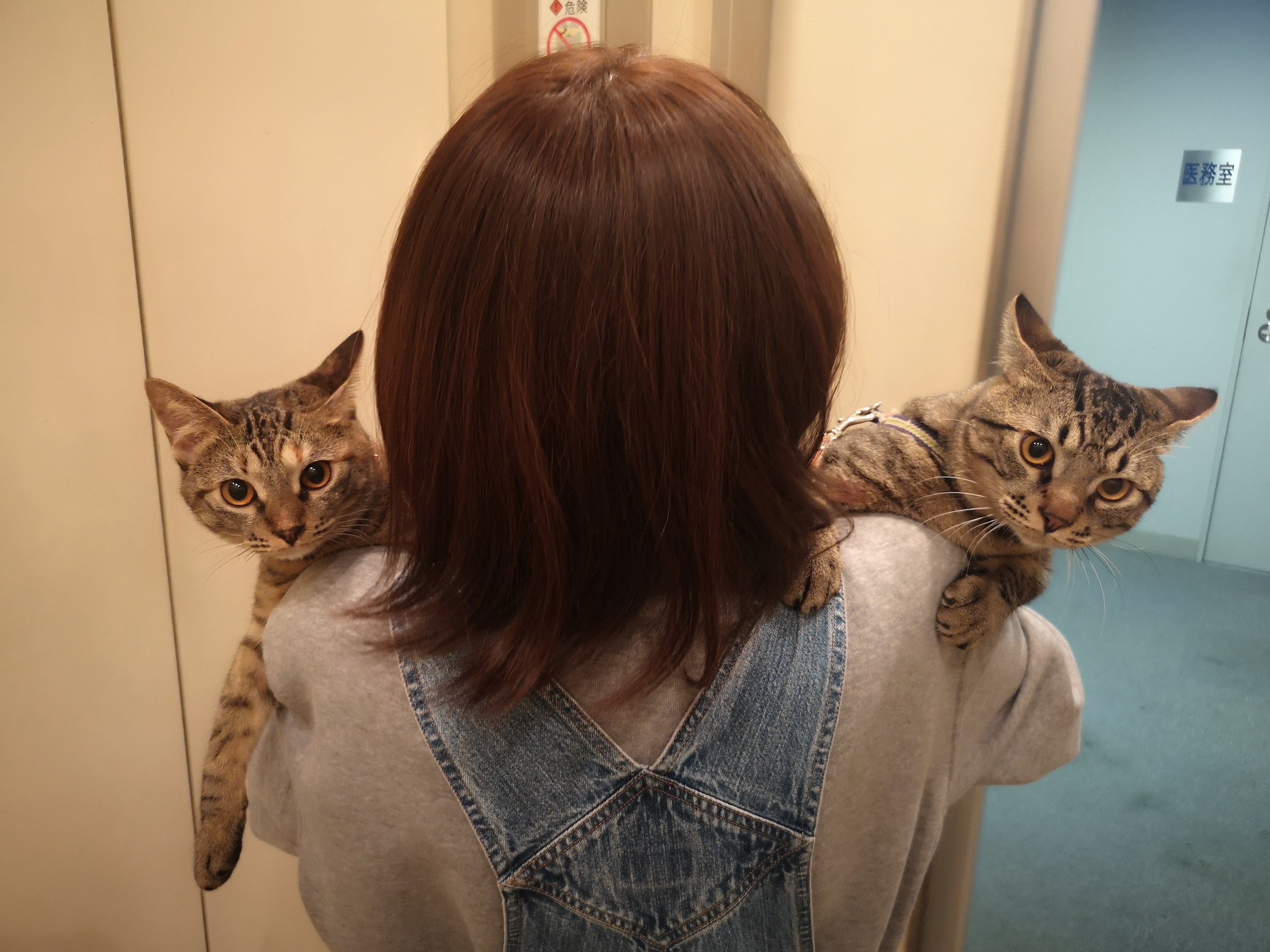 兄弟猫の あおいちゃん と こてつくん 学校法人神戸学園 高等課程